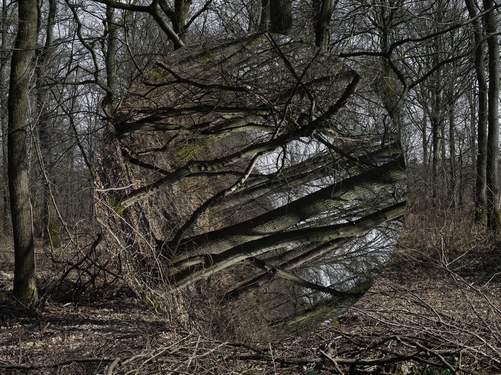 Série Arbor n° 10a, photographie Jean pierre Morcrette